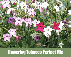 Flowering Tobacco "Perfect Mix" or Nicotiana alata